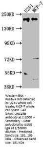 UNC13B Antibody