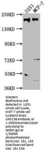 UNC13B Antibody