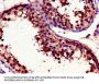 UNG Antibody