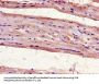 UNG Antibody