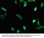UNG Antibody