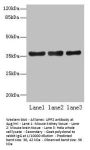 UPP2 Antibody