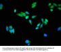 USO1 Antibody