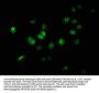 USP46 Antibody