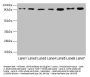 USP5 Antibody