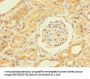 USP5 Antibody
