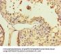 USP5 Antibody