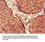 USP6 Antibody