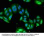 USP6 Antibody