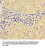 VAMP1 Antibody