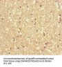VAMP1 Antibody