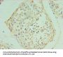 VAMP2 Antibody