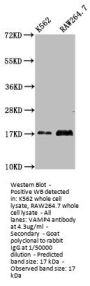 VAMP4 Antibody