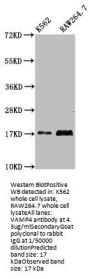 VAMP4 Antibody