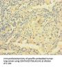 VAMP5 Antibody
