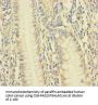 VAMP5 Antibody