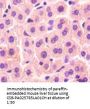 VAMP7 Antibody