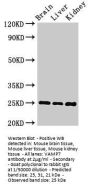 VAMP7 Antibody