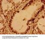 VAMP7 Antibody