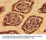 VAMP7 Antibody