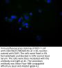 VASN Antibody