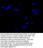 VASN Antibody