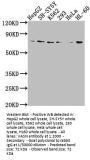 VASN Antibody