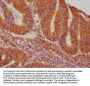 VASN Antibody