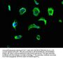 VASN Antibody