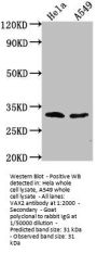 VAX2 Antibody