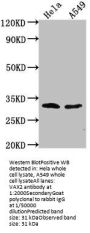 VAX2 Antibody