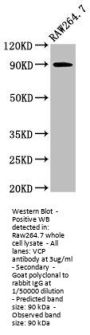 VCP Antibody