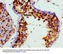 VCP Antibody