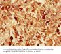 VGF Antibody