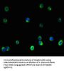 VIM Antibody