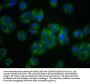 VLDLR Antibody