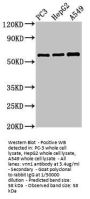 VNN1 Antibody
