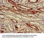 VNN1 Antibody