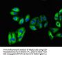 VNN1 Antibody