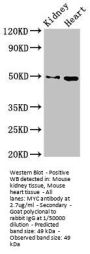 MYC Antibody