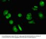 VPS4B Antibody