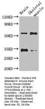 VTN Antibody