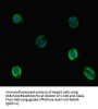 VTN Antibody