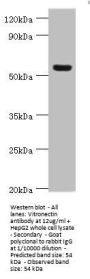 VTN Antibody