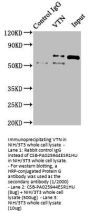 VTN Antibody