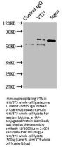 VTN Antibody