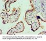 VTN Antibody