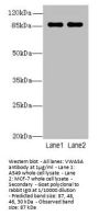 VWA5A Antibody