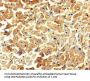 WDR27 Antibody