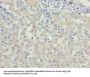 WDR91 Antibody